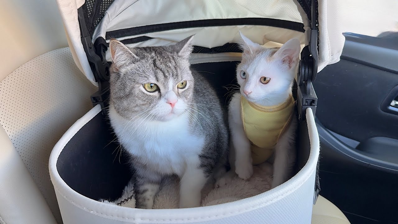 いつも車で暴れる新入り子猫をボスの隣に乗せてみたらまさかのこうなり