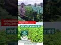 Bioseed 6001 कापूस एका झाडावर 60 ते 65 बोंडे दमदार उत्पादन | Shambaji nagar (MH)