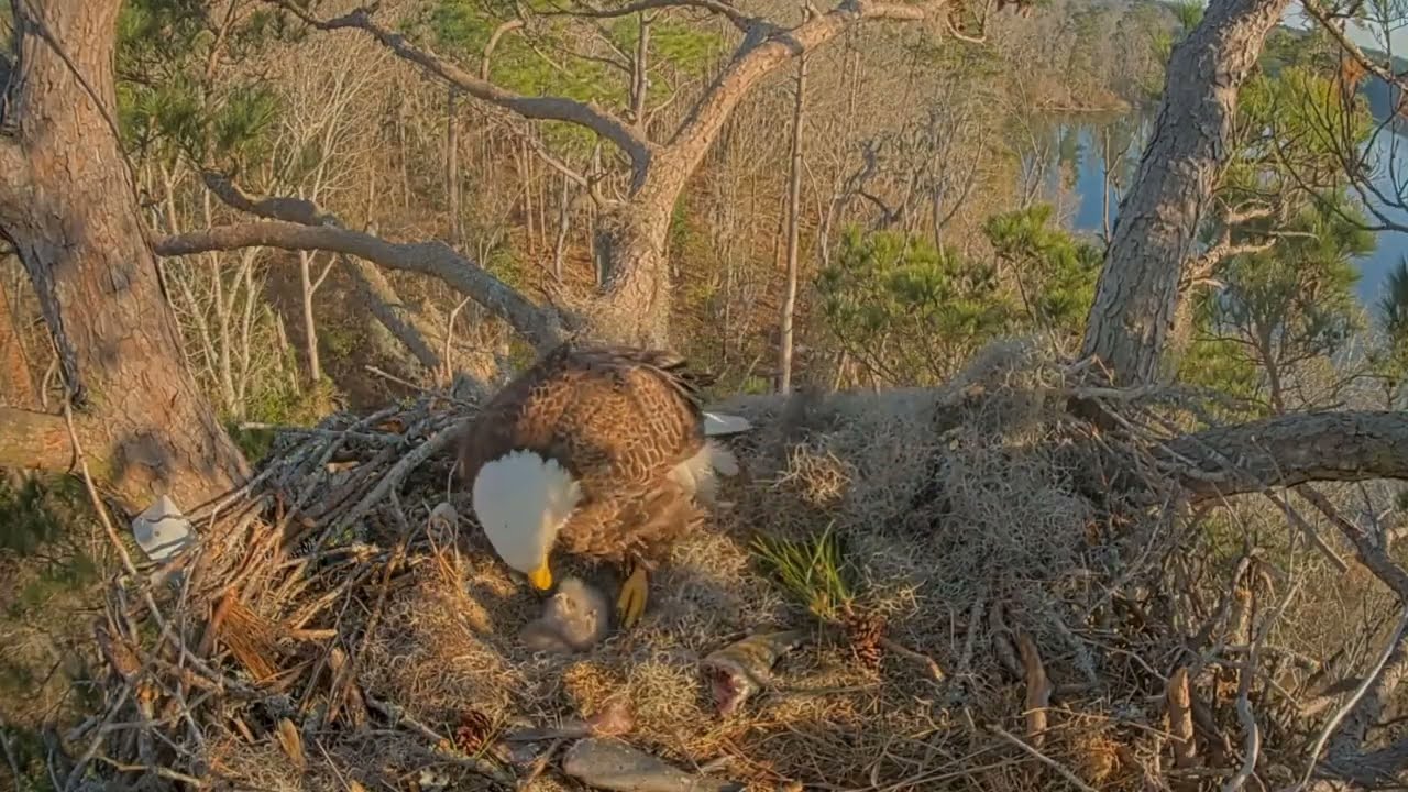#baldeagle Cam5#01 Review baby birds in the nest - Dad and mother brings food to feed their chicks