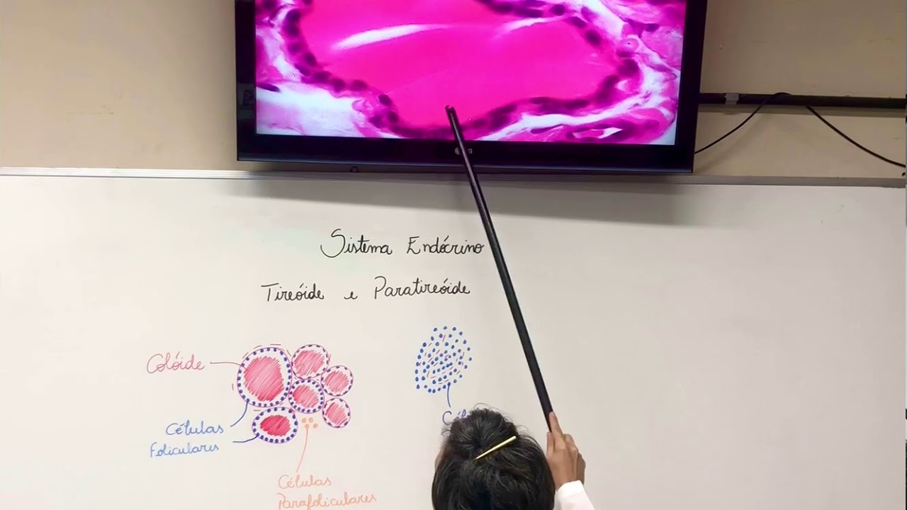 Sistema Endócrino - Tireóide e Paratireóide