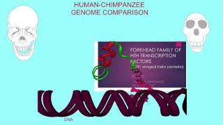 GENOME DIFFERENCES BETWEEN HUMANS & CHIMPS 2