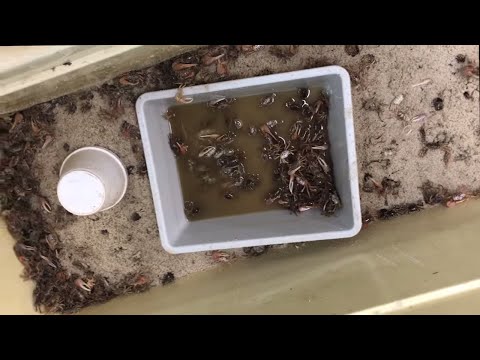 5 STEPS to Keep Fiddler Crabs Alive!