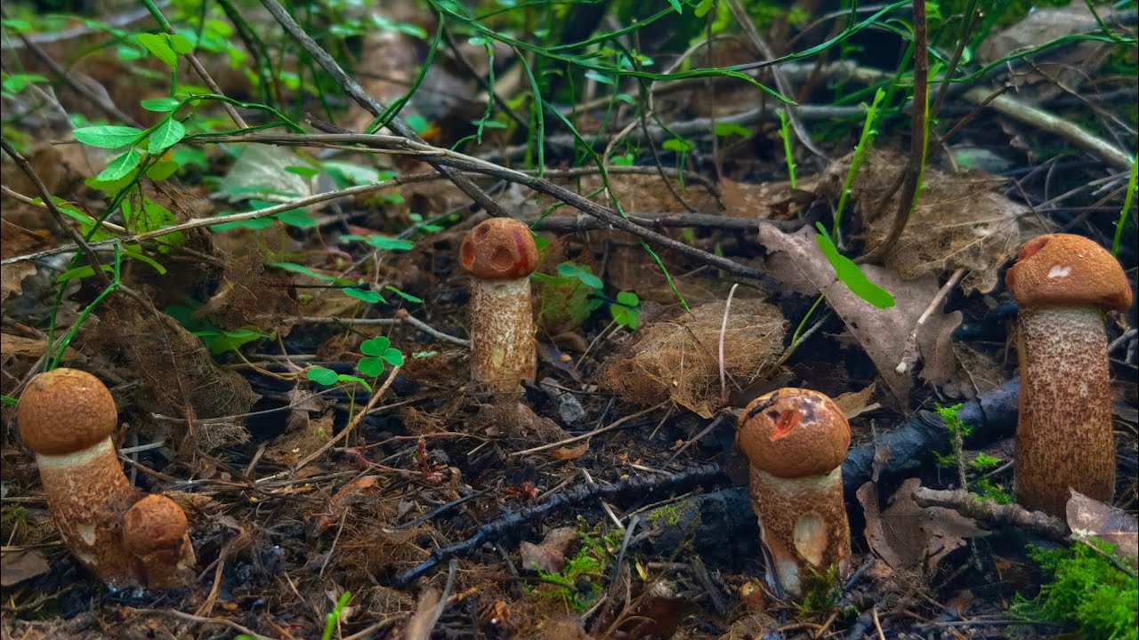 ЗАШЁЛ В ЕЛЬНИК И ВПАЛ В СТУПОР ОТ УВИДЕННОГО! БЕЛЫЕ ГРИБЫ И ПОДОСИНОВИКИ ПОВСЮДУ, ПОЛЯНАМИ! Я В ШОКЕ