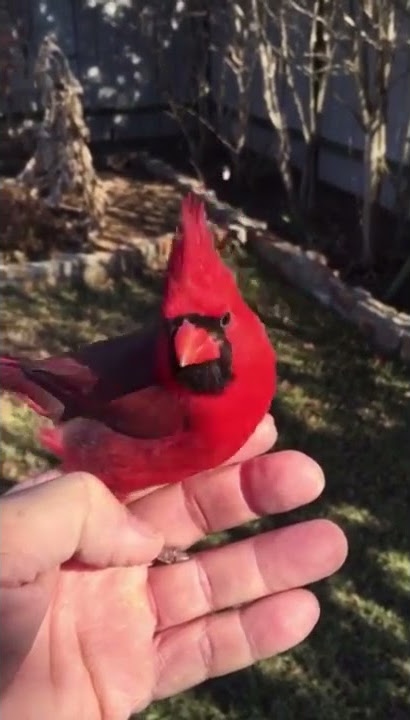 Pet Cardinal