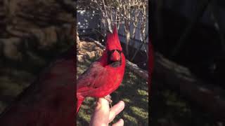 Pet Cardinal