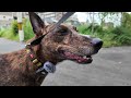 Heartwarming City Walk with My Hound-Like Chinese Rural Dog