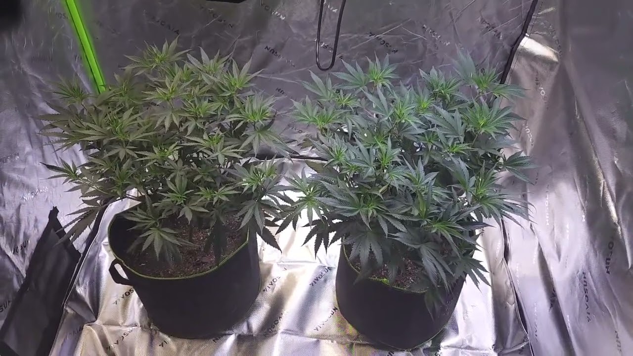 Episode 10 Day 45  LED GMO Cookies Grow Series