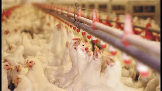 Introduction to Biosecurity and Key Concerns (4 Minutes Microlearning)