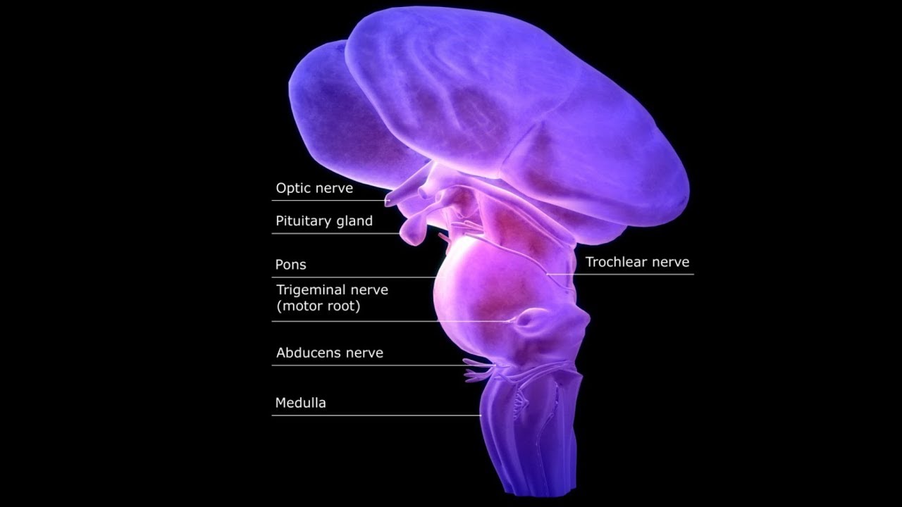 Brain and cranial nerves ,part =2 MEDULLA OBLONGATA - YouTube