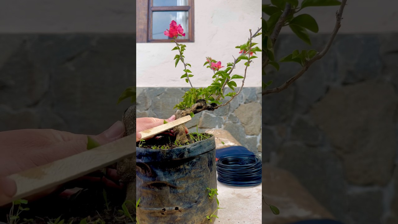 Trasplante Bougainvillea. #prebonsai