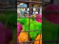 COLORED CHICKS