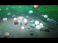 ニモとクラゲ Nimo & Jellyfish