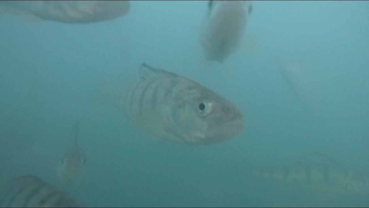 Navy Pier Perch Fishing In Cold WeatherBonus Underwater Footage! YouTube