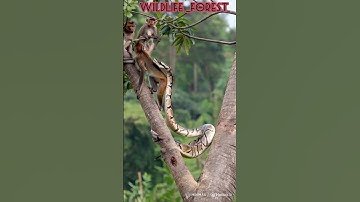 😱👉 Python attack on monkey #wildlife #viralvideo#trending #python #monkey#forest#tree #youtubeshorts