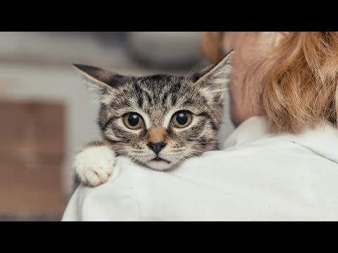 Vídeo: Com Sobreviure A La Mort D’un Animal