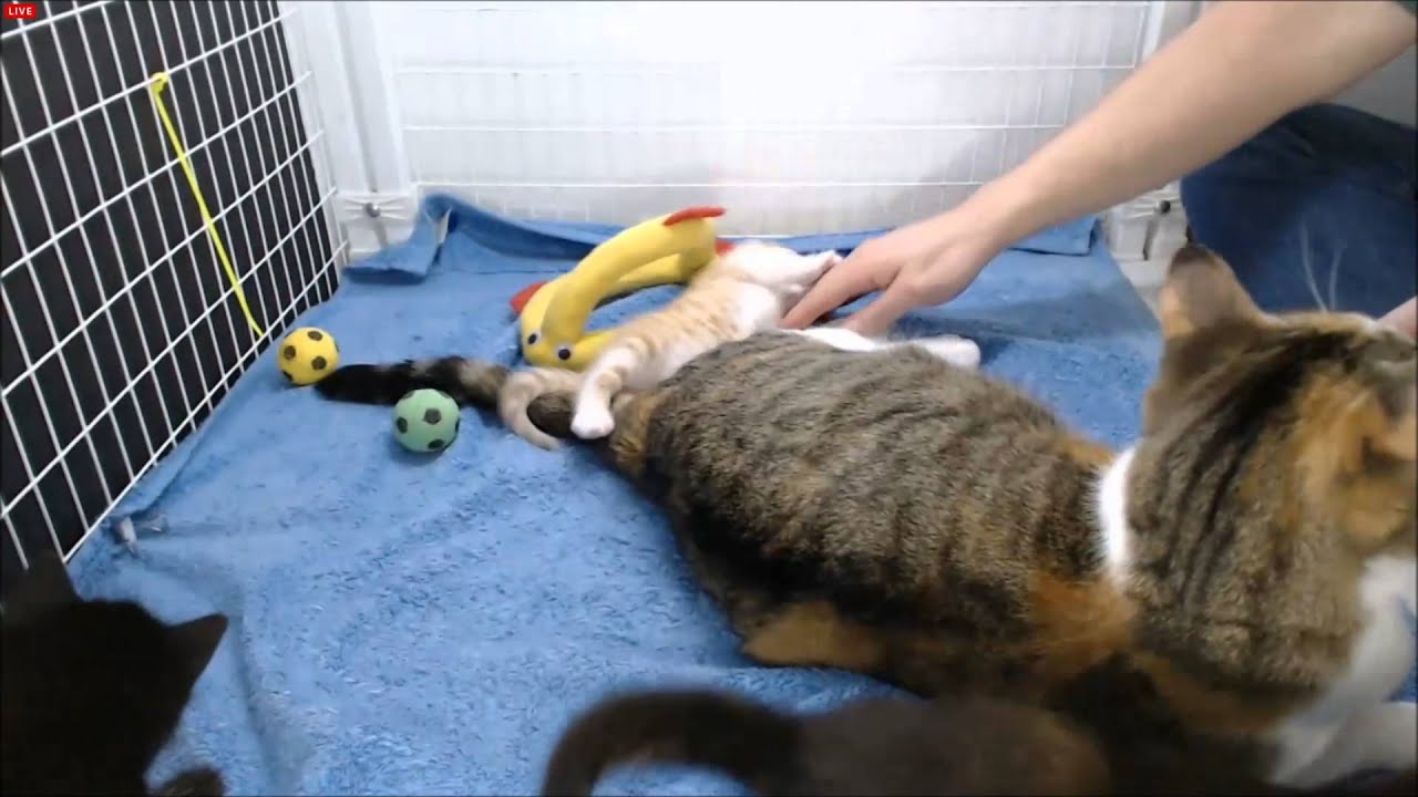 Cosmo Kittens - John Visit before reset 3-14 - YouTube