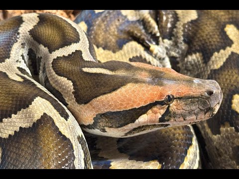 Sri Lankan Python Update: July 11, 2025