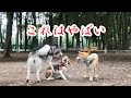 【Vlog vol.14】ドッグランで先輩犬から洗礼を受ける愛犬 - '22 Summer Memory @Dog Park