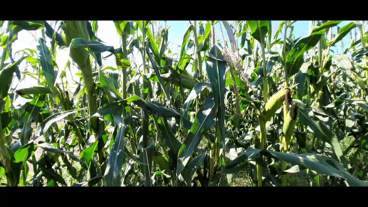 PK Pillanatok 5. rész: PK-004 - A nemesítés új iránya!