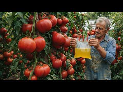 I POUR THIS INTO THE BAG AND THE TOMATO EXPLODES FROM THE FRUITS!
