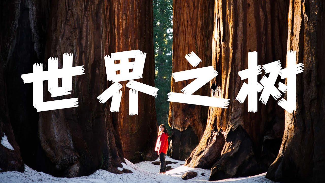 在美国国家公园，我找到了全世界最大的树｜Links的美西之旅 下集