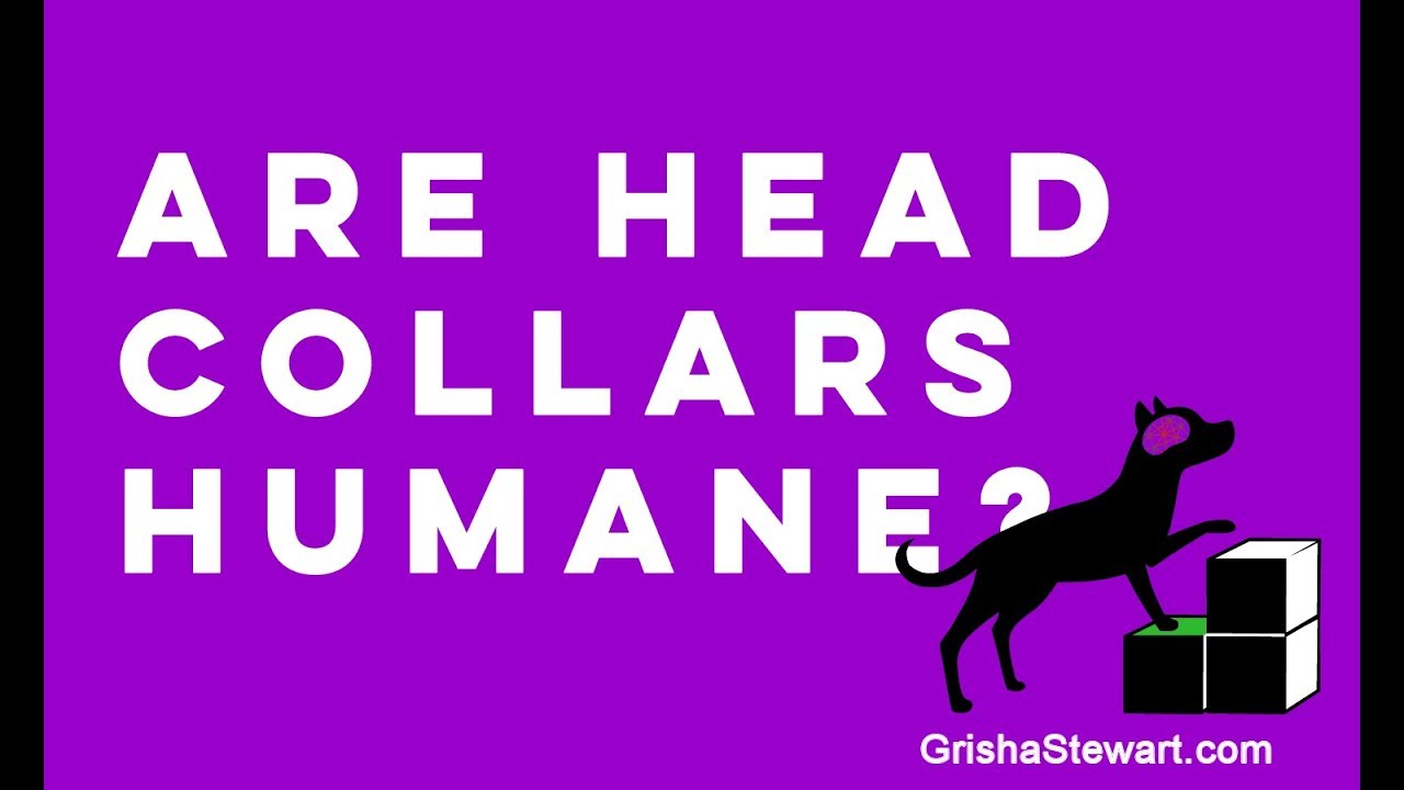 Are Dog Head Collars Humane? I Changed My Mind (Ep 2) YouTube