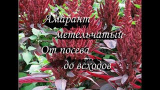 Амарант Метельчатый - выращивание из семян. Амарант Метельчатый - посадка и уход.