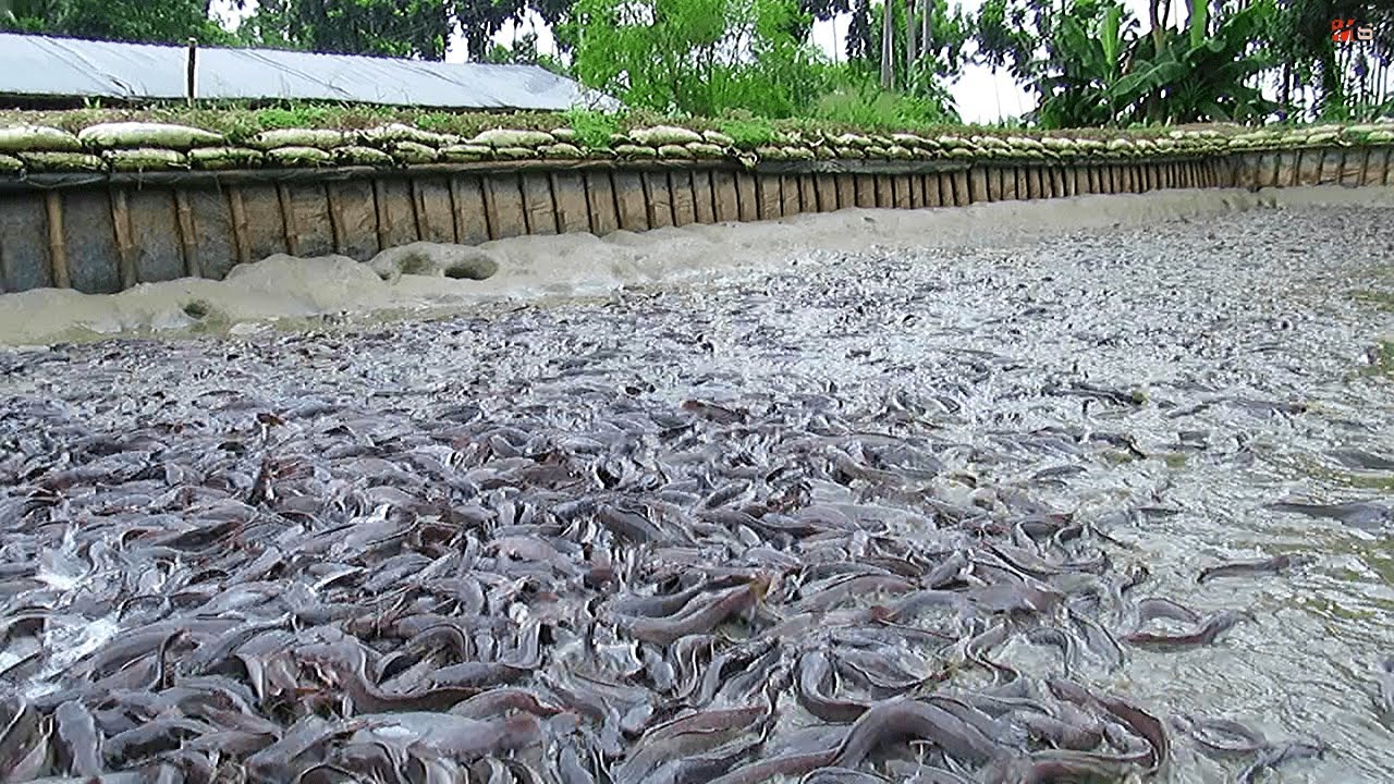 Awesome! Million of Big Catfish Farming Business in Asia YouTube