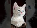 🐱 ¿Tu gato te manipula? 😳 Descubre la verdad…