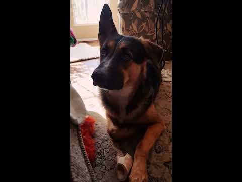 I KNOW My Dogs Understand Me!