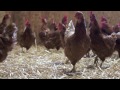 Animal Place Rescues Hens From Egg Farm