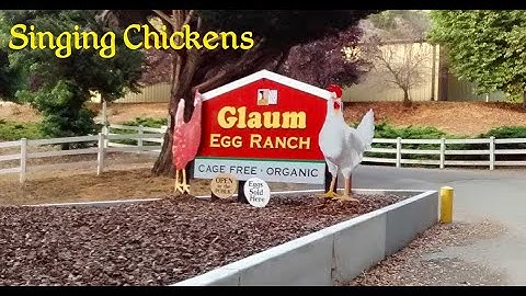 Singing Chickens and Egg Vending Machine