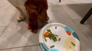 Basset hounds and Rottweiler have Thanksgiving dinner🤍 by Las Niñas Chaparras 67 views 1 year ago 1 minute, 45 seconds