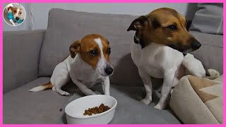 Rocky Supports Coffee Dogter Coffee Jack Russell Terrier 15