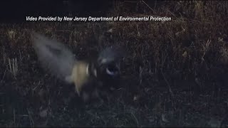 Celebrity DEM stocking pheasants for hunting season Profile