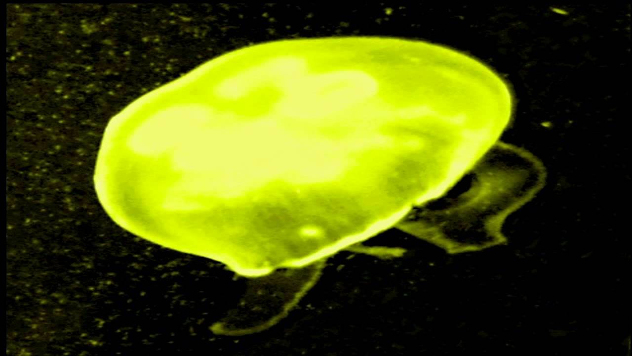 Patchpoint - Howligge - Electronic Music