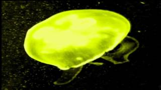 Patchpoint - Howligge - Electronic Music