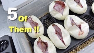 5 Albino Pieds In One Clutch !! We Killed The Odds !!!