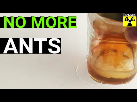 How to Keep Ants Away