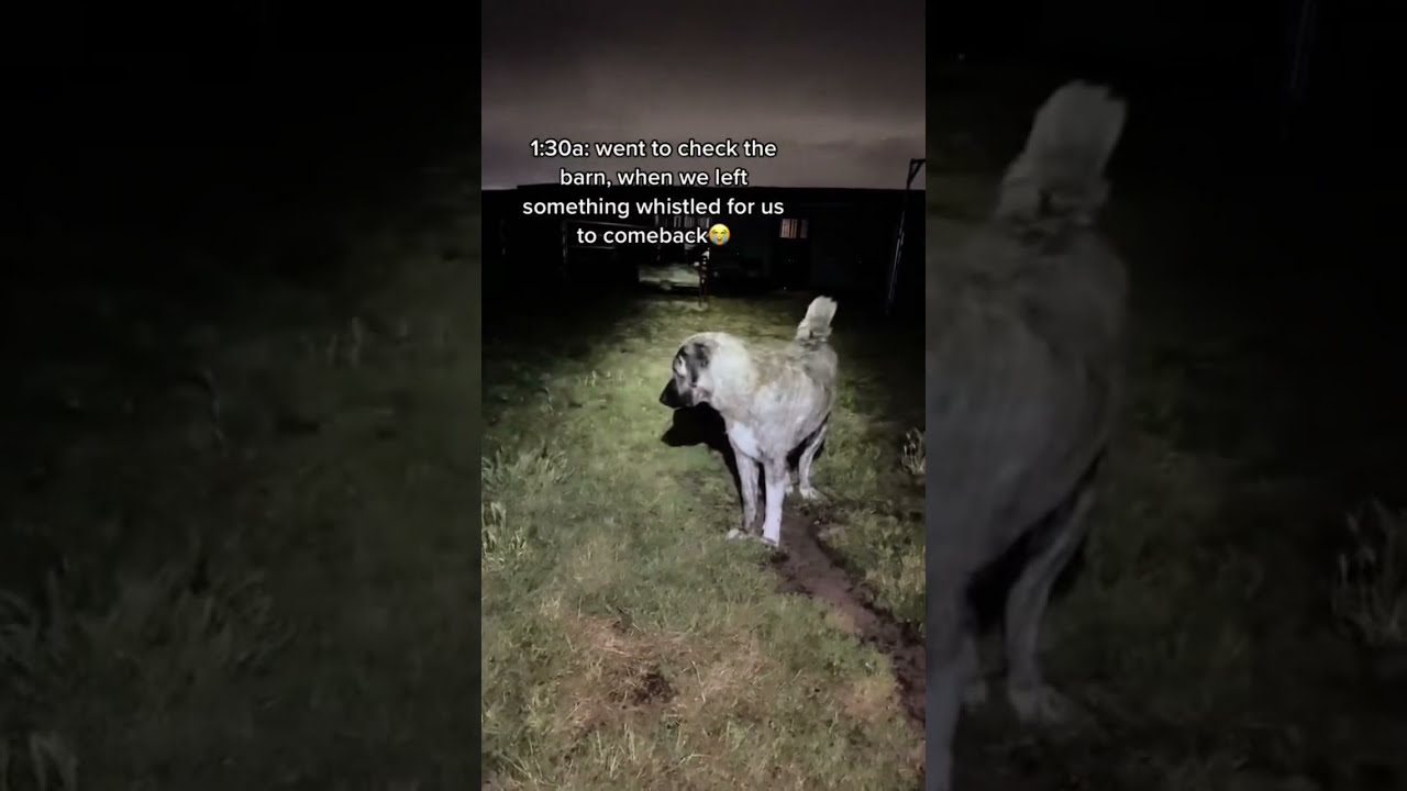 When U Hear Something Whistle At In The Night No You Didn T Our Livestock Guardian Dog Reacts