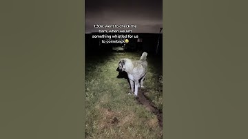 Thumbnail of When u hear something whistle at u in the night.. no you didn’t. Our livestock guardian dog reacts
