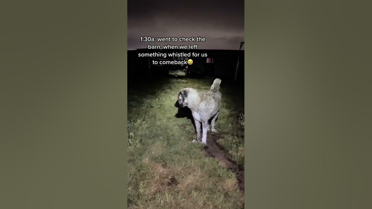 When u hear something whistle at u in the night.. no you didn’t. Our livestock guardian dog reacts