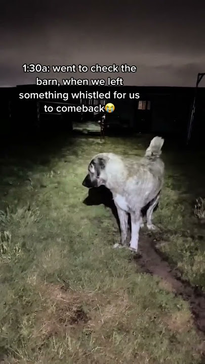 When u hear something whistle at u in the night.. no you didn’t. Our livestock guardian dog reacts