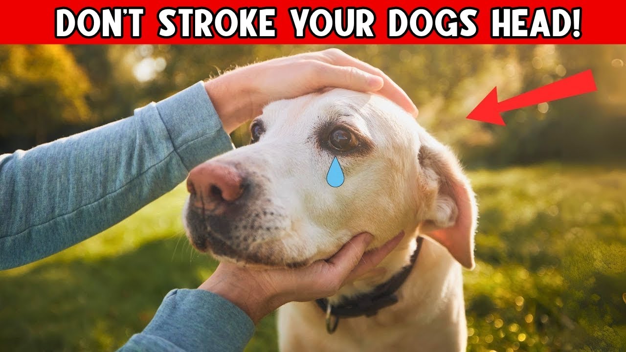 Stop Petting Your Dog's Head Until You Watch This Video – Shocking Facts Uncovered