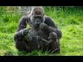 Selective logging linked to decrease in Open canopy nesting availability for Western Lowland Gorilla