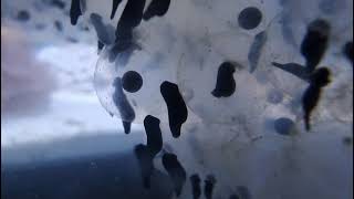Frog Spawn Egg To Tadpole in 3 Days WOW