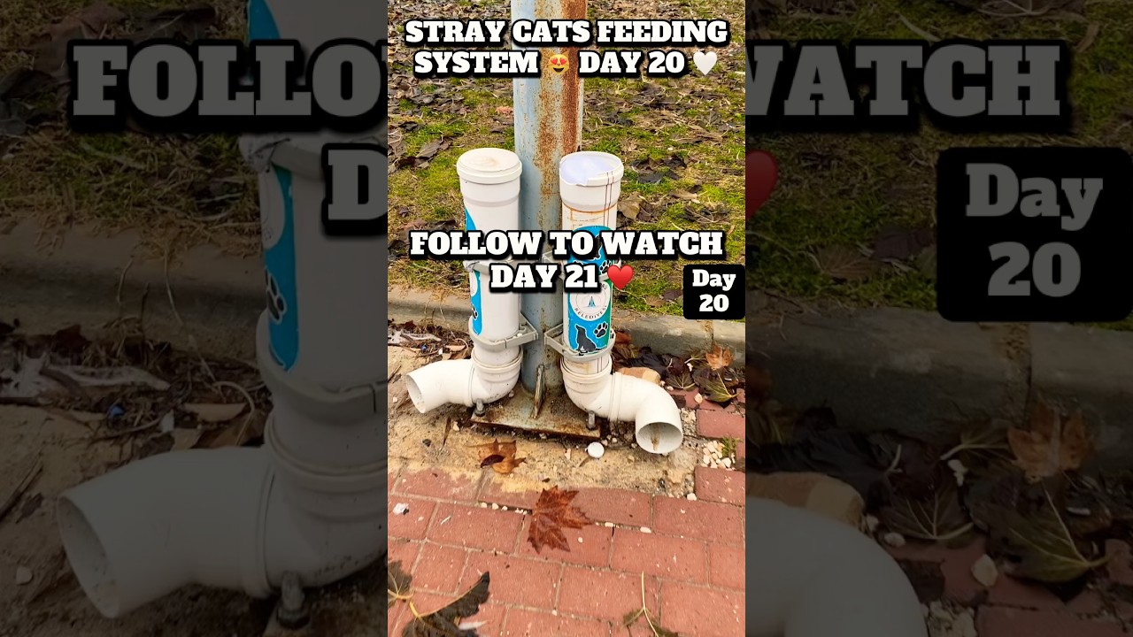 Stray Cats Feeding System🐾 Day 20 ❤️Keeping an Abandoned Park Station Alive #shorts #cat #kitten