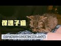 【保護子猫】力尽きて倒れていた子猫を保護しました