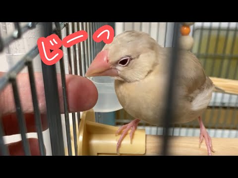 指に激おこ？カミカミ？文鳥よもぎとこむぎの反応の違い　癒し動物　面白い動物　Java sparrow