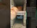 "うに"お気に入り”自作爪とぎトンネル”で遊ぶ - Play with Uni's favorite "homemade claw board tunnel".